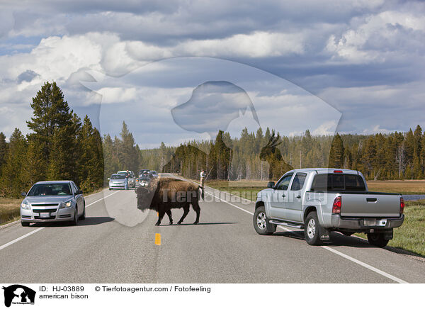 american bison / HJ-03889