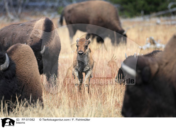 bisons / FF-01082