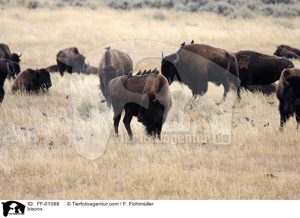 Amerikanische Bisons / bisons / FF-01088
