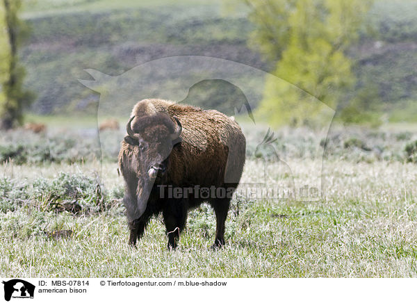 american bison / MBS-07814