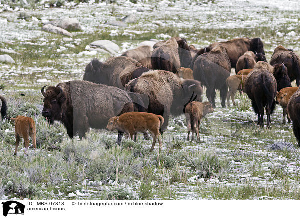 american bisons / MBS-07818