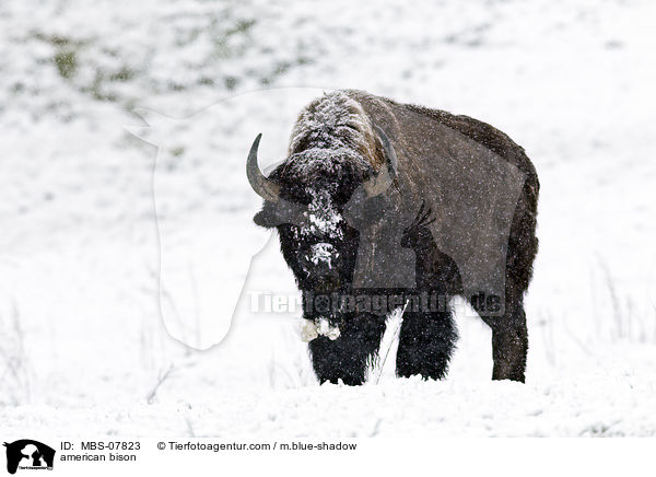 american bison / MBS-07823