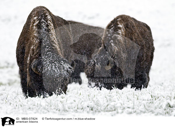 american bisons / MBS-07824