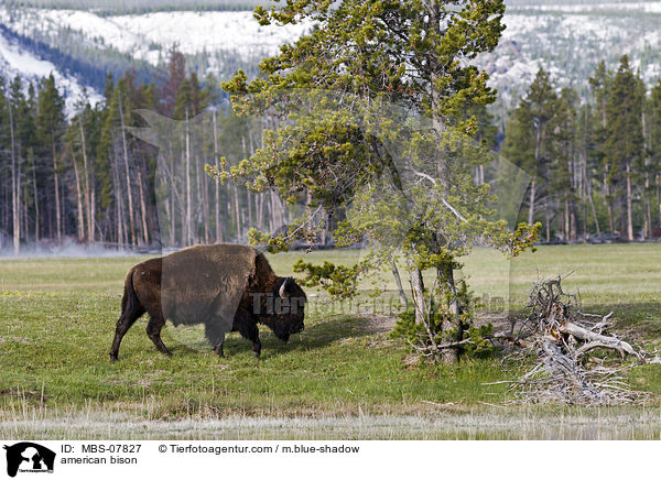 american bison / MBS-07827