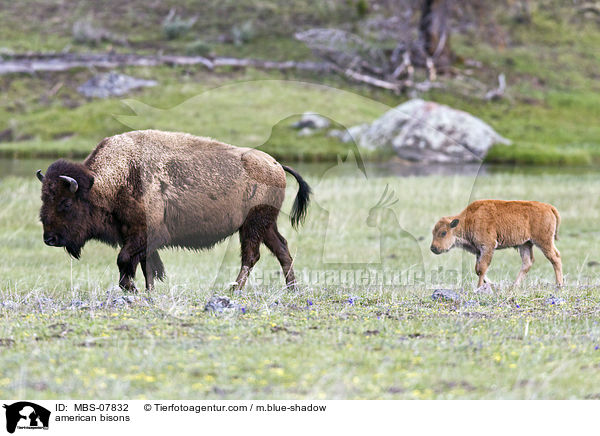 american bisons / MBS-07832