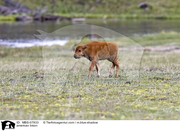 american bison / MBS-07833