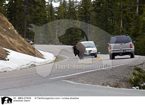 american bison / MBS-07836