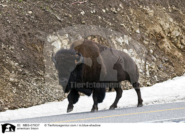 american bison / MBS-07837