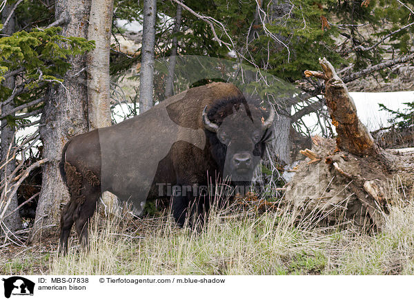 american bison / MBS-07838