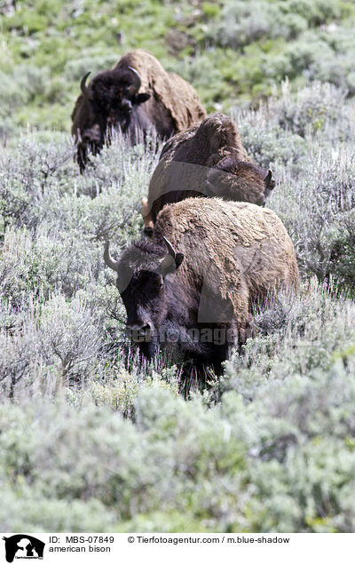 american bison / MBS-07849