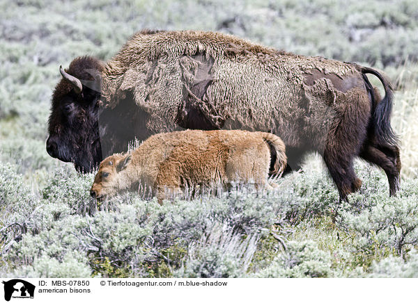 american bisons / MBS-07850