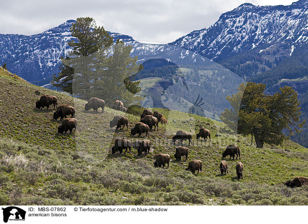 american bisons / MBS-07862