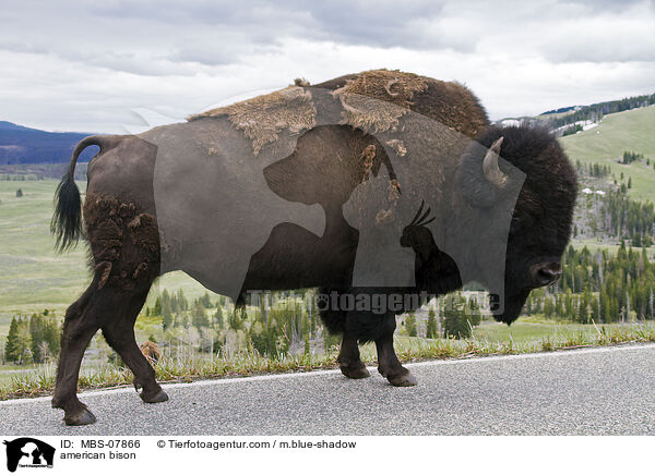 Amerikanischer Bison / american bison / MBS-07866