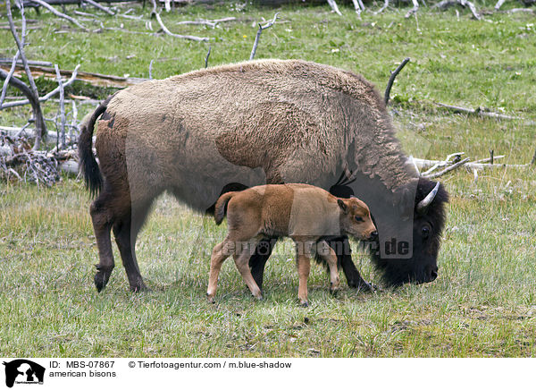 american bisons / MBS-07867