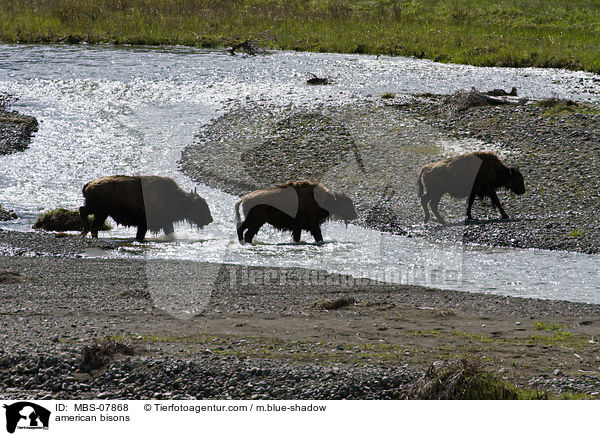 american bisons / MBS-07868