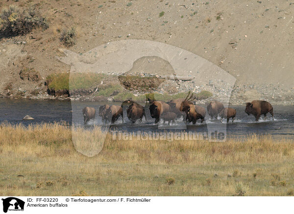 American buffalos / FF-03220