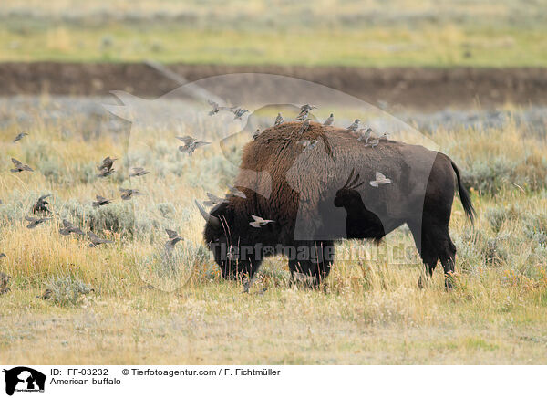 Amerikanischer Bison / American buffalo / FF-03232