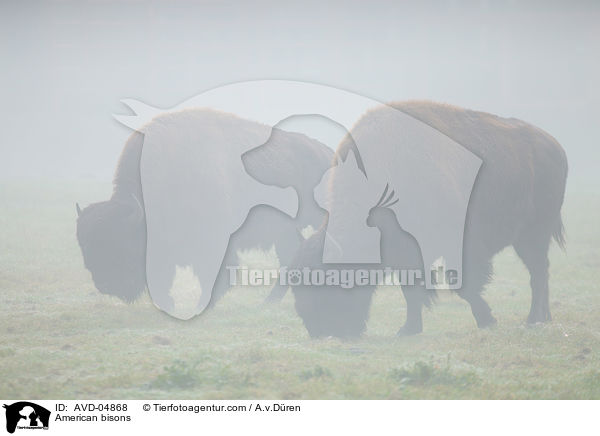 Amerikanische Bisons / American bisons / AVD-04868
