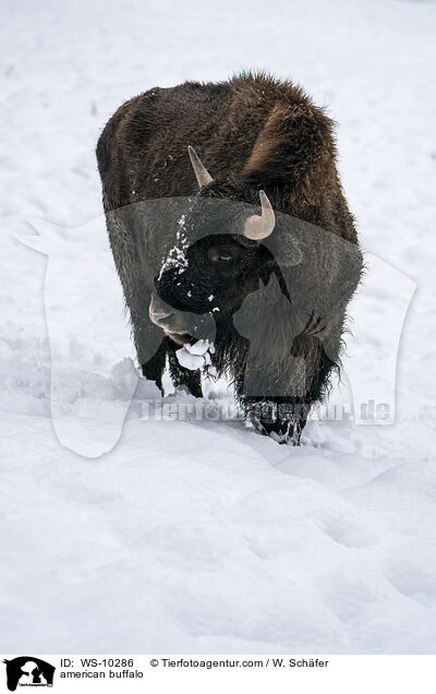 american buffalo / WS-10286