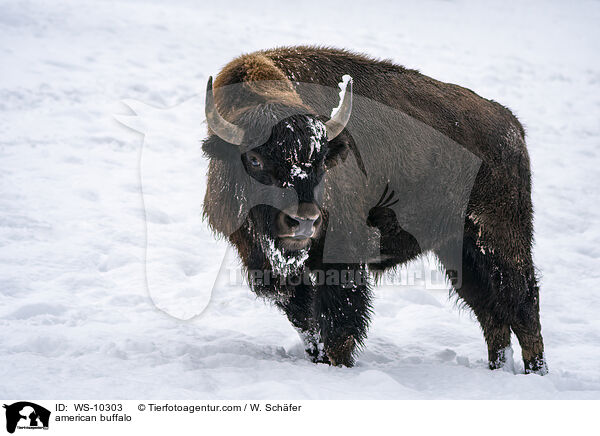 american buffalo / WS-10303