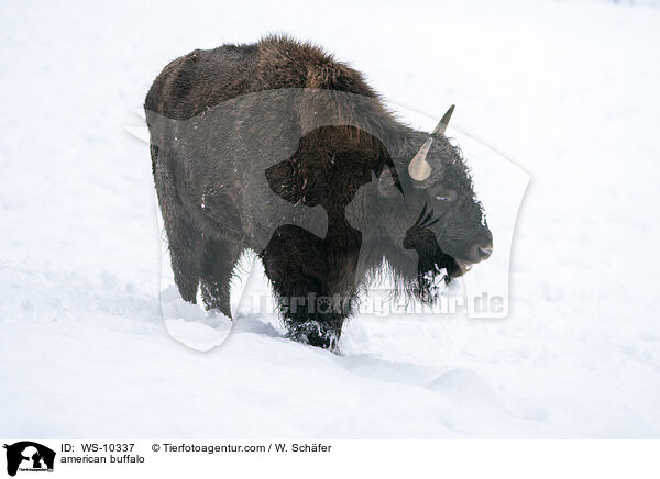 american buffalo / WS-10337