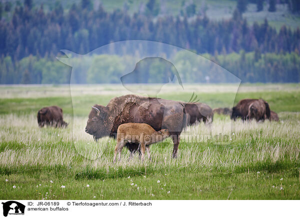 american buffalos / JR-06189