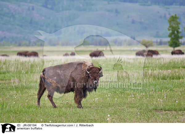 american buffalos / JR-06194