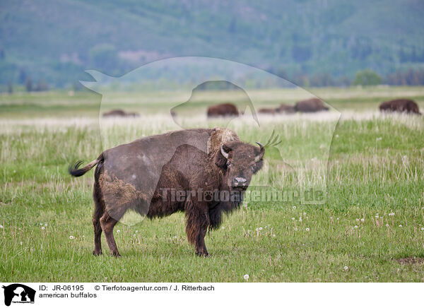 american buffalos / JR-06195