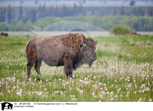 american buffalo / JR-06199