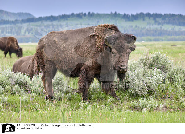 american buffalos / JR-06203