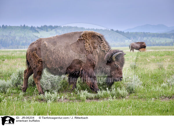 american buffalos / JR-06204