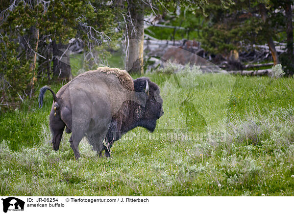 american buffalo / JR-06254