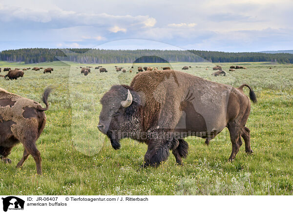 american buffalos / JR-06407