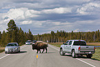 american bison