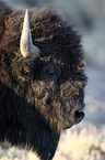 bison