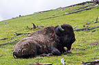 american bison