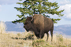 american buffalo