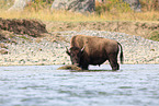 American buffalo