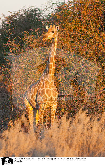 Giraffe / MBS-06494