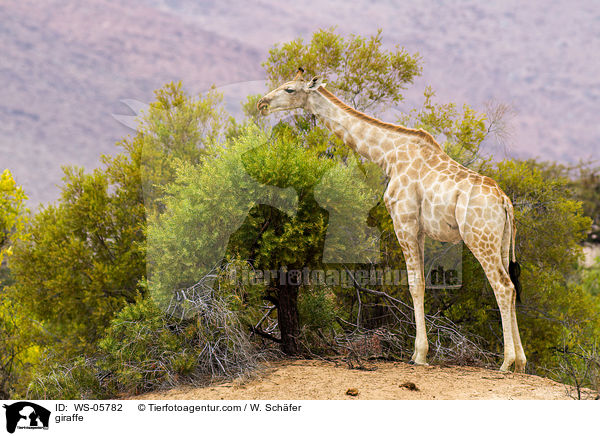 giraffe / WS-05782