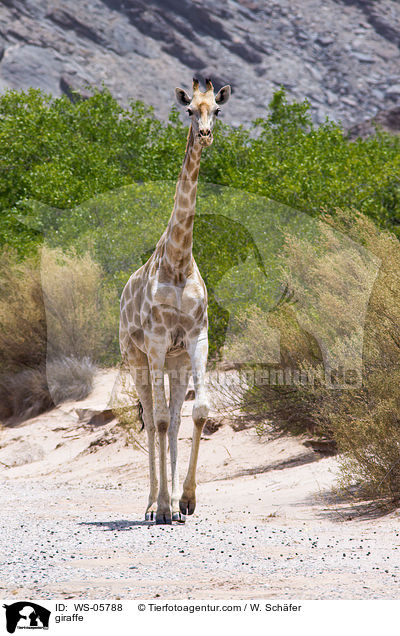 giraffe / WS-05788