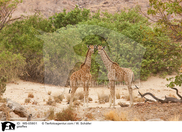 giraffes / WS-05801
