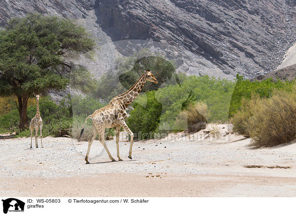 giraffes / WS-05803