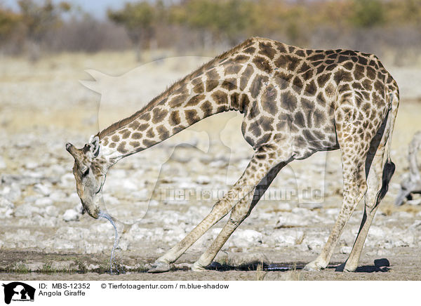 Angola Giraffe / MBS-12352
