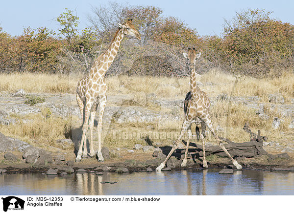 Angola Giraffes / MBS-12353