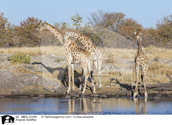 Angola-Giraffen / Angola Giraffes / MBS-12355