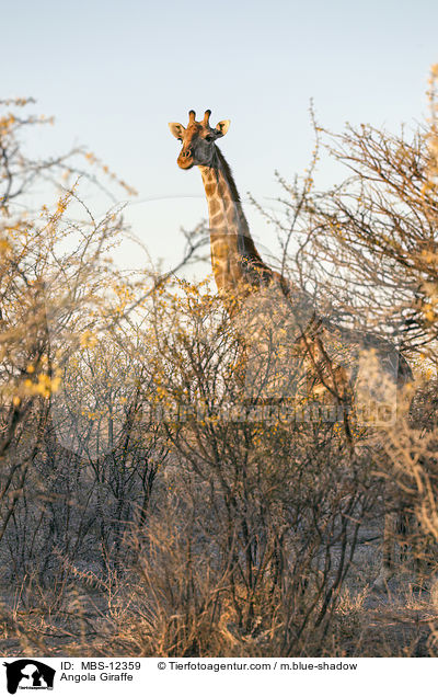 Angola Giraffe / MBS-12359