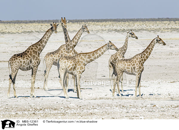 Angola Giraffes / MBS-12361