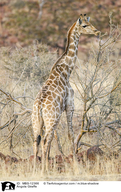 Angola Giraffe / MBS-12366
