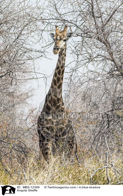 Angola Giraffe / MBS-12369